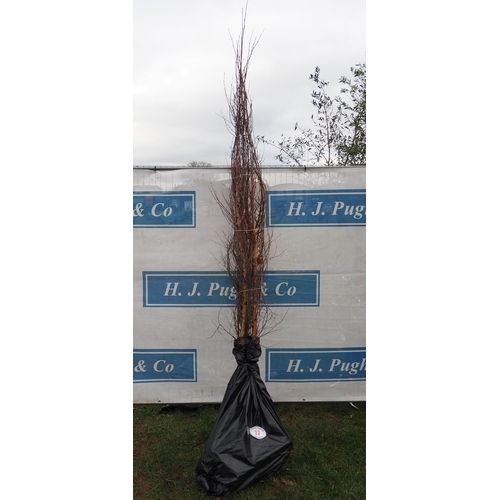 77 - Betula Pendula bare root trees 7ft - 3