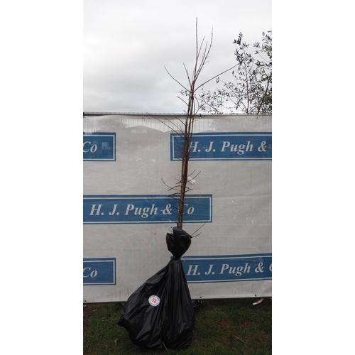 78 - Acer Campestre bare root trees 8ft - 6