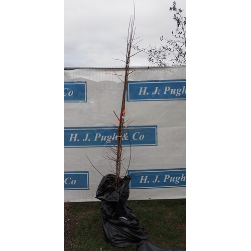 79 - Acer Campestre bare root trees 8ft - 5