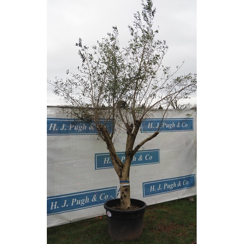 80 - Specimen Olive tree 12ft - 1