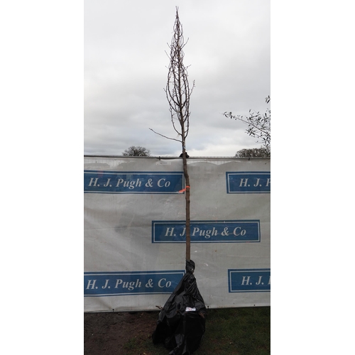 81 - Prunus Calleryana bare root tree 13ft - 1