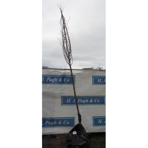 82 - Prunus Calleryana bare root tree 13ft - 1