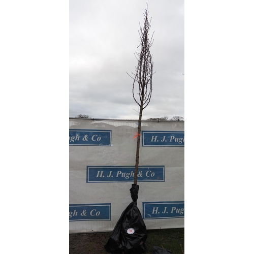 83 - Prunus Calleryana bare root tree 13ft - 1