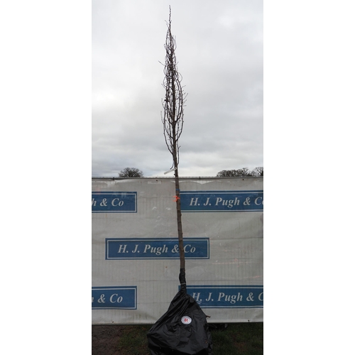 84 - Prunus Calleryana bare root tree 13ft - 1