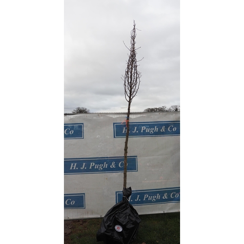 85 - Prunus Calleryana bare root tree 13ft - 1