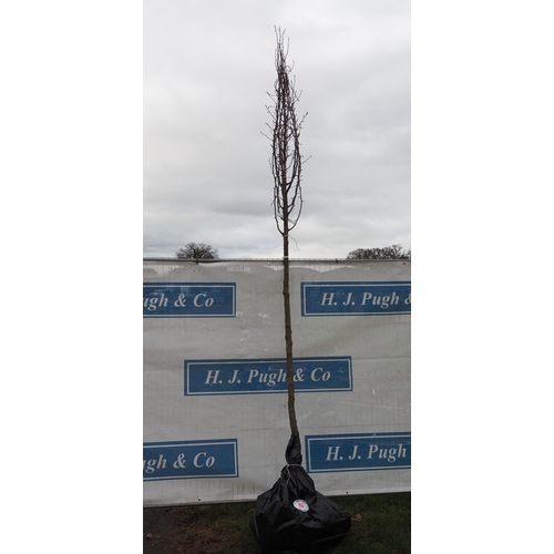 86 - Prunus Calleryana bare root tree 13ft - 1