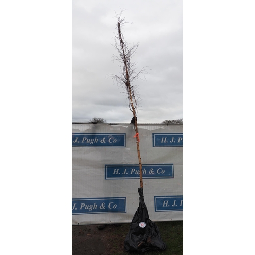 87 - Betula Pendula bare root tree 13ft - 1