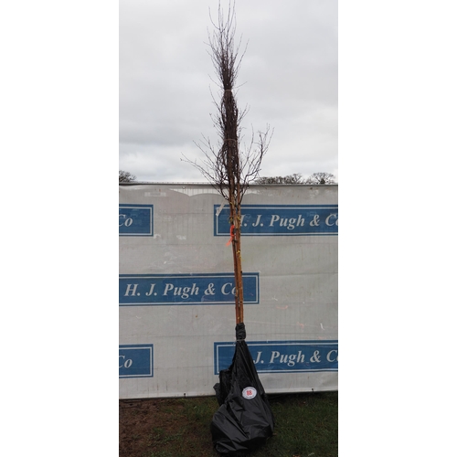 88 - Betula Pendula bare root trees 10ft - 3