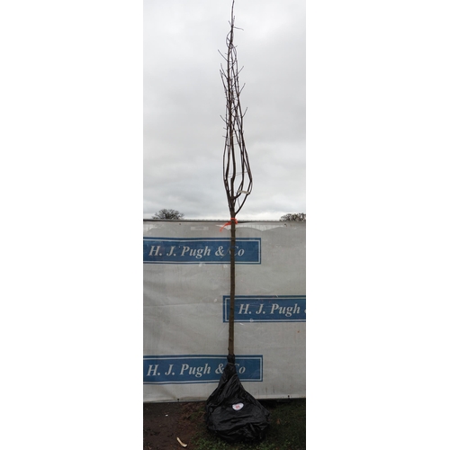 Lot 95        