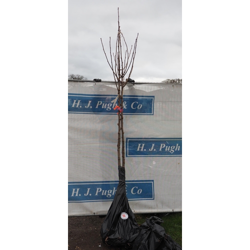 Lot 96        
