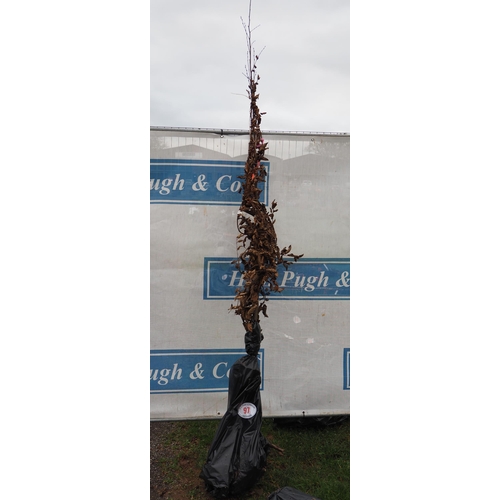Lot 97        