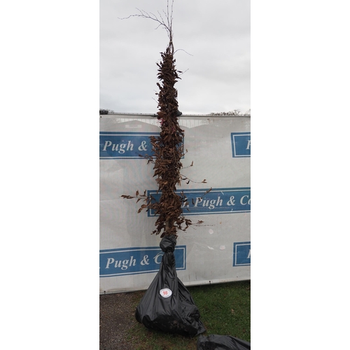 Lot 98        