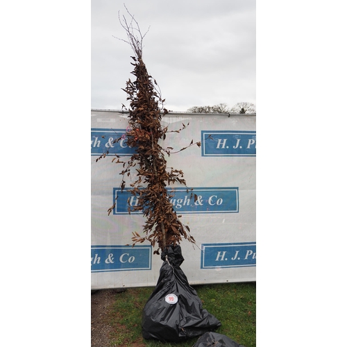 Lot 99        
