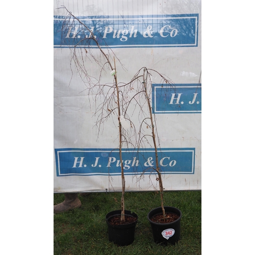 342 - Weeping Birch trees 5ft - 2