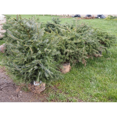 206 - Pot grown ornamental Serbian spruce rockery trees  - 4