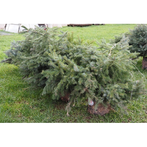 207 - Pot grown ornamental Serbian spruce rockery trees  - 4