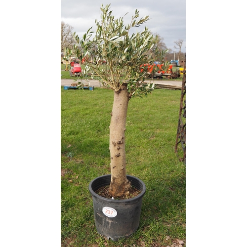 237 - Standard Olive tree 4ft - 1