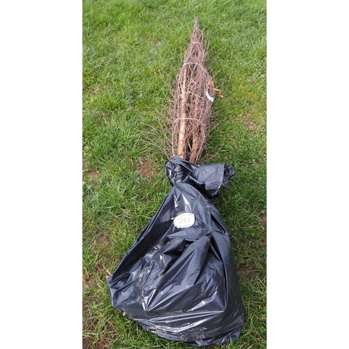 241 - Betula Pendula bare root trees 7ft - 3