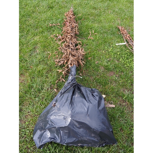 243 - Carpinus Betulus bare root trees 8ft - 3