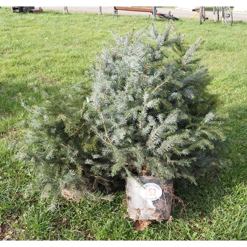 252 - Pot grown ornamental Serbian spruce rockery trees  - 4