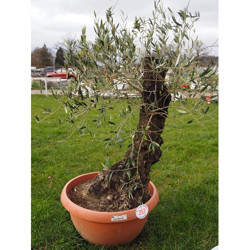 257 - Specimen Olive tree 3ft - 1