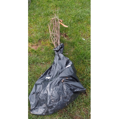 263 - Tilia Cordata bare root trees 4ft - 3