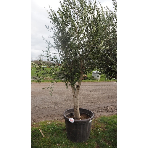 507 - Olive tree 8ft