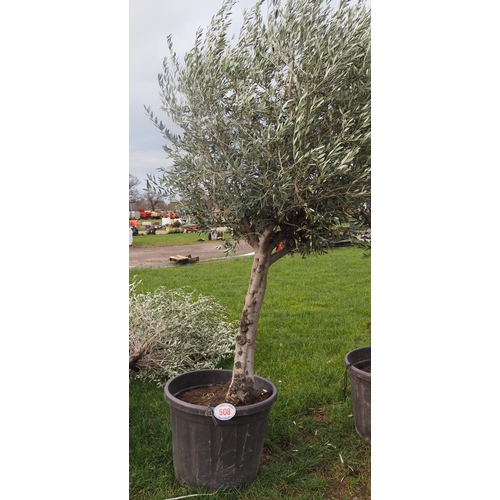 508 - Olive tree 8ft