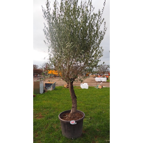 509 - Olive tree 8ft