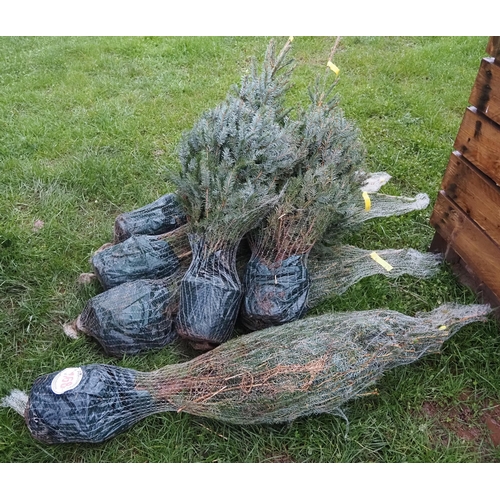 168 - Serbian Spruce pot grown trees 4ft - 6