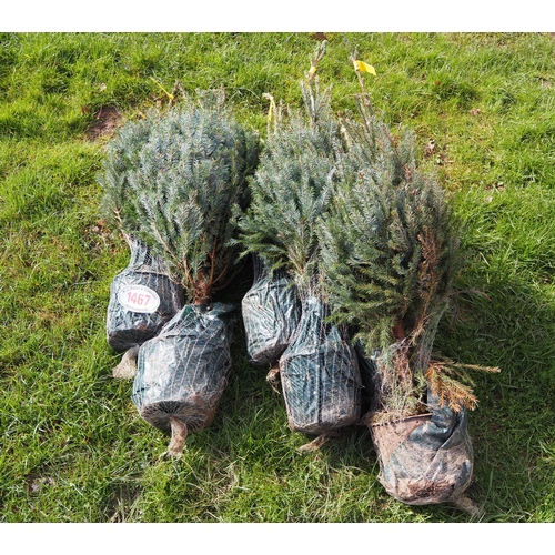 1467 - Serbian Spruce pot grown trees - 6