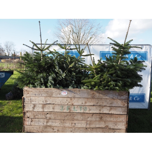 1723 - Nordmann Fir pot grown trees, ready to plant out 4ft - 20