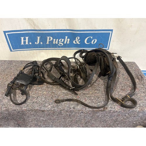 1061 - Heavy horse training pad and bridle