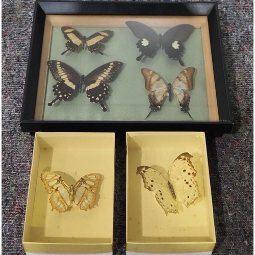 156 - Framed butterflies and boxed butterflies