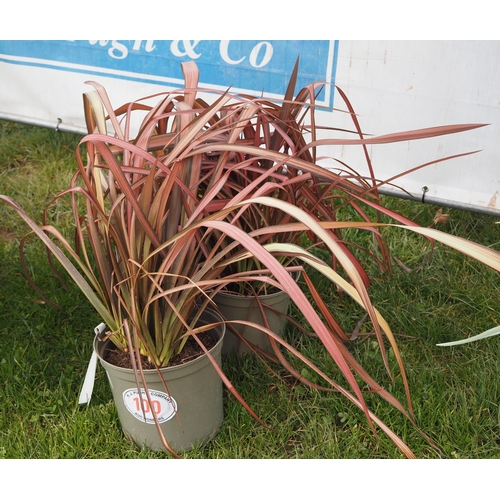 100 - Phormium Evening Glow - 2