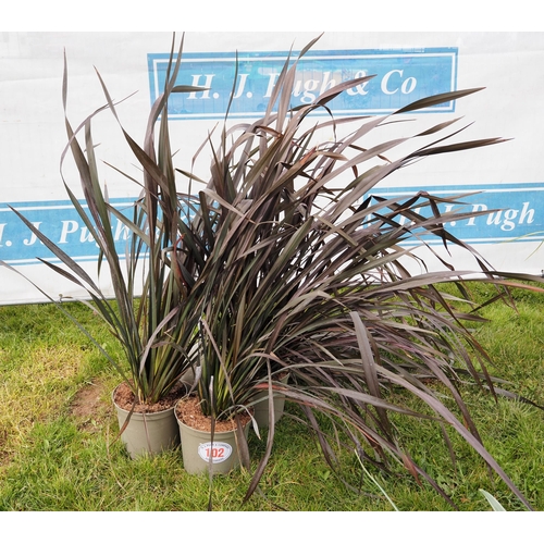 102 - Phormium Platt's Black - 4