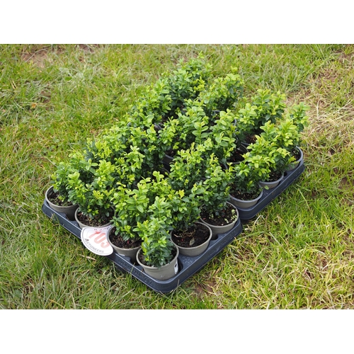 103 - Buxus - 24