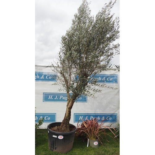 104 - Standard Olive tree 8ft - 1