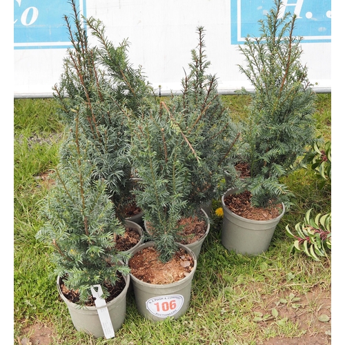 106 - Taxus - 10