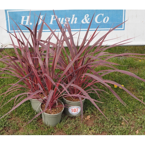 107 - Cordyline - 5