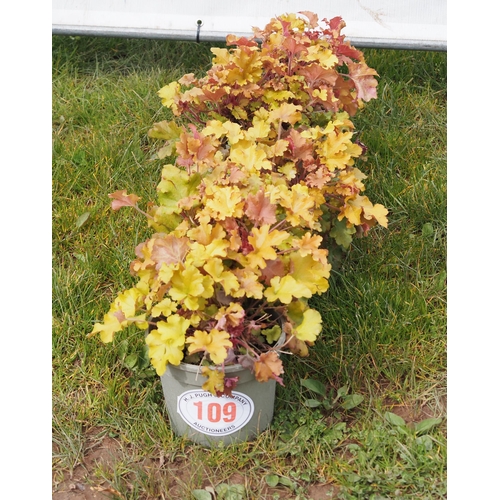 109 - Heuchera - 5