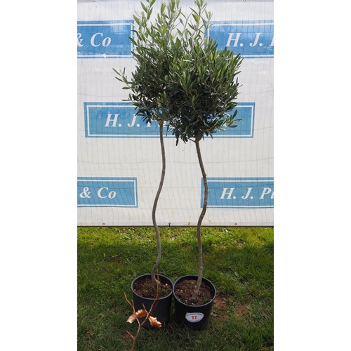 11 - Standard Olive trees 6ft - 2