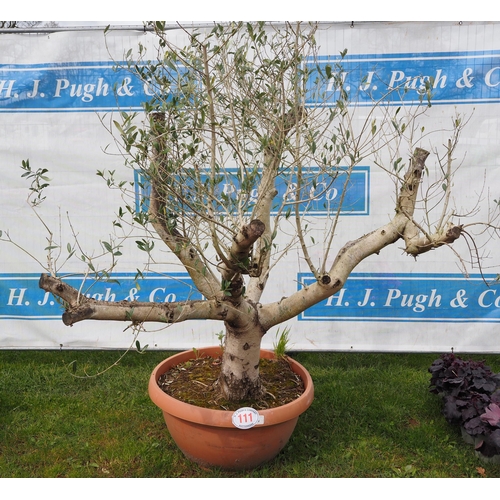 111 - Standard Olive tree 5ft - 1