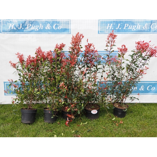 113 - Photinia 4ft - 5