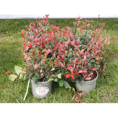 155 - Photinia - 5