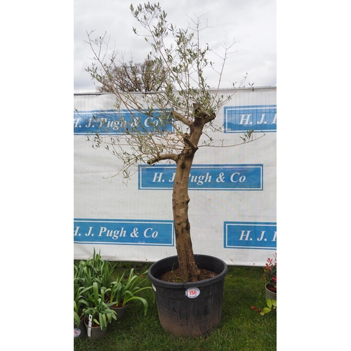 156 - Standard Olive tree 8ft - 1