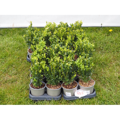 157 - Buxus - 24