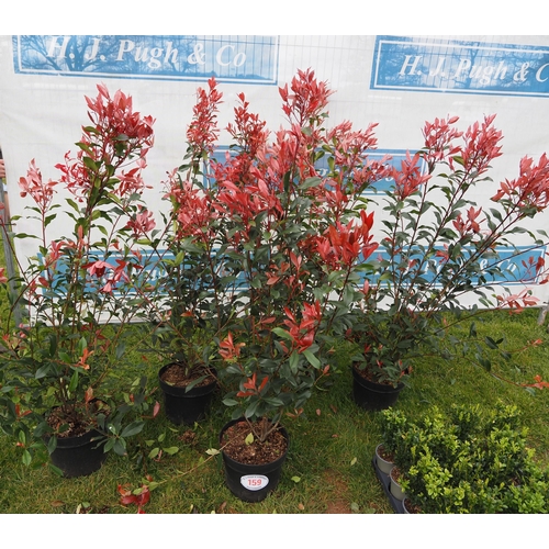 159 - Photinia 4ft - 5