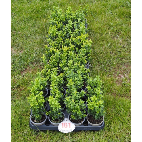 161 - Buxus - 36