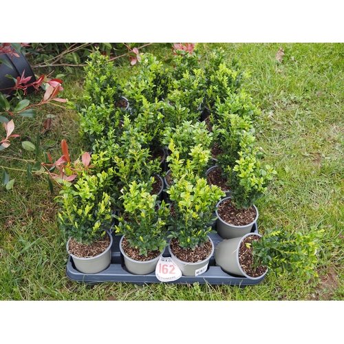 162 - Buxus - 24